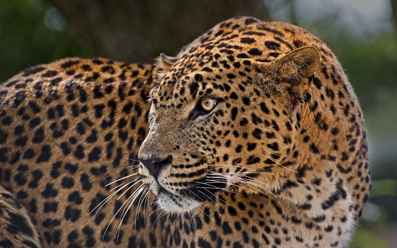 Обои леопард, пятна, хищник, профиль, дикая кошка, настороженность, leopard, spot, predator, profile, wild cat, alertness разрешение 3000x1980 Загрузить