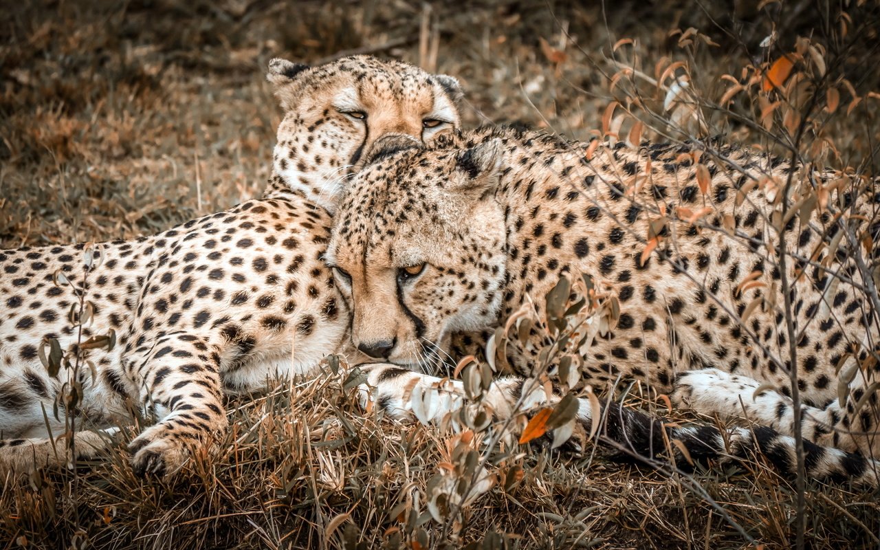 Обои природа, фон, гепарды, nature, background, cheetahs разрешение 2220x1249 Загрузить