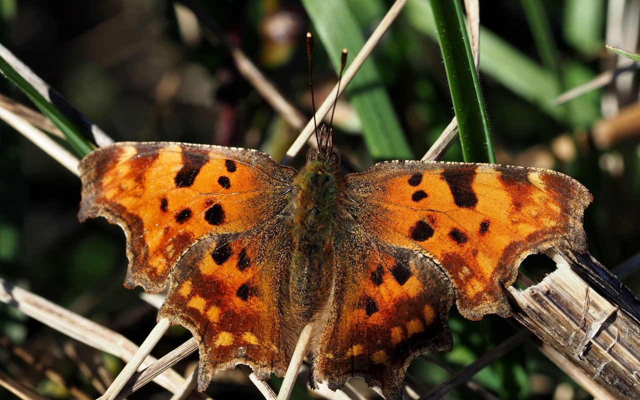 Обои фон, бабочка, размытость, толстоголовка-запятая, hesperia comma, background, butterfly, blur, skipper, comma разрешение 2880x2160 Загрузить