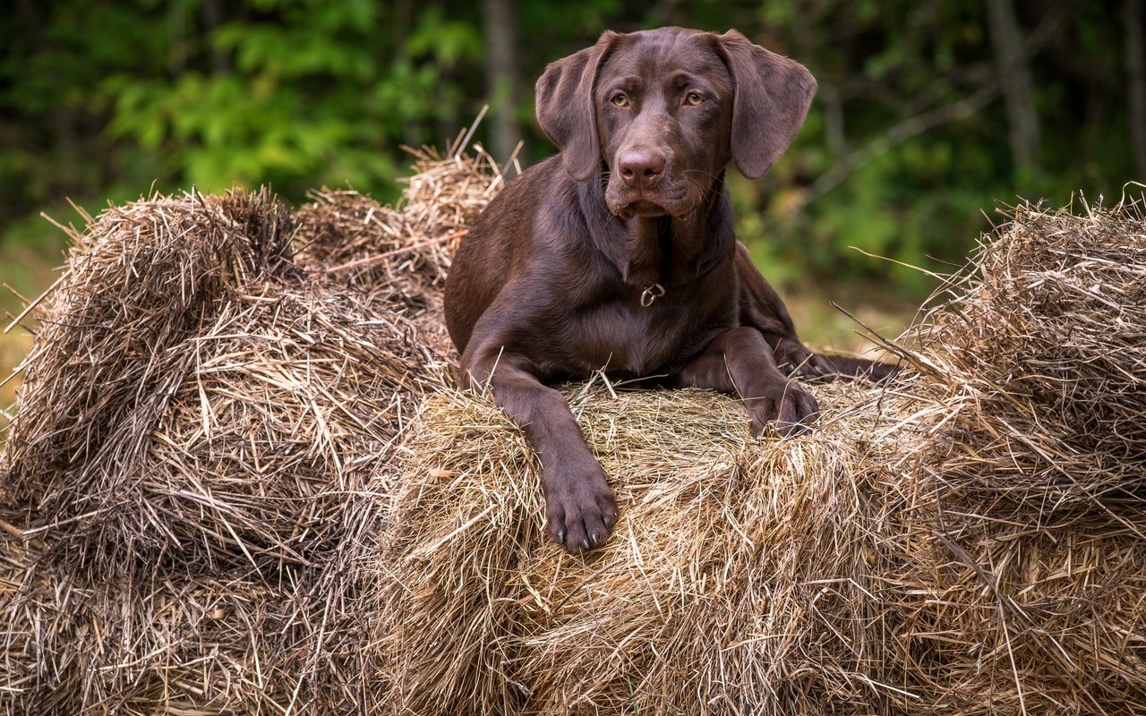 Обои взгляд, собака, друг, лабрадор, look, dog, each, labrador разрешение 2880x1920 Загрузить