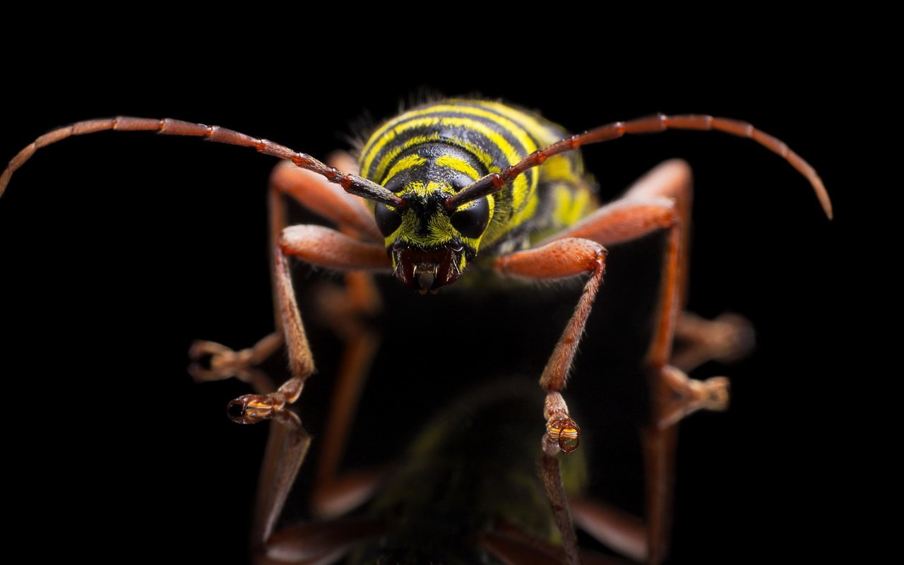 Обои насекомое, megacyllene caryae, painted hickory borer, insect разрешение 1951x1151 Загрузить