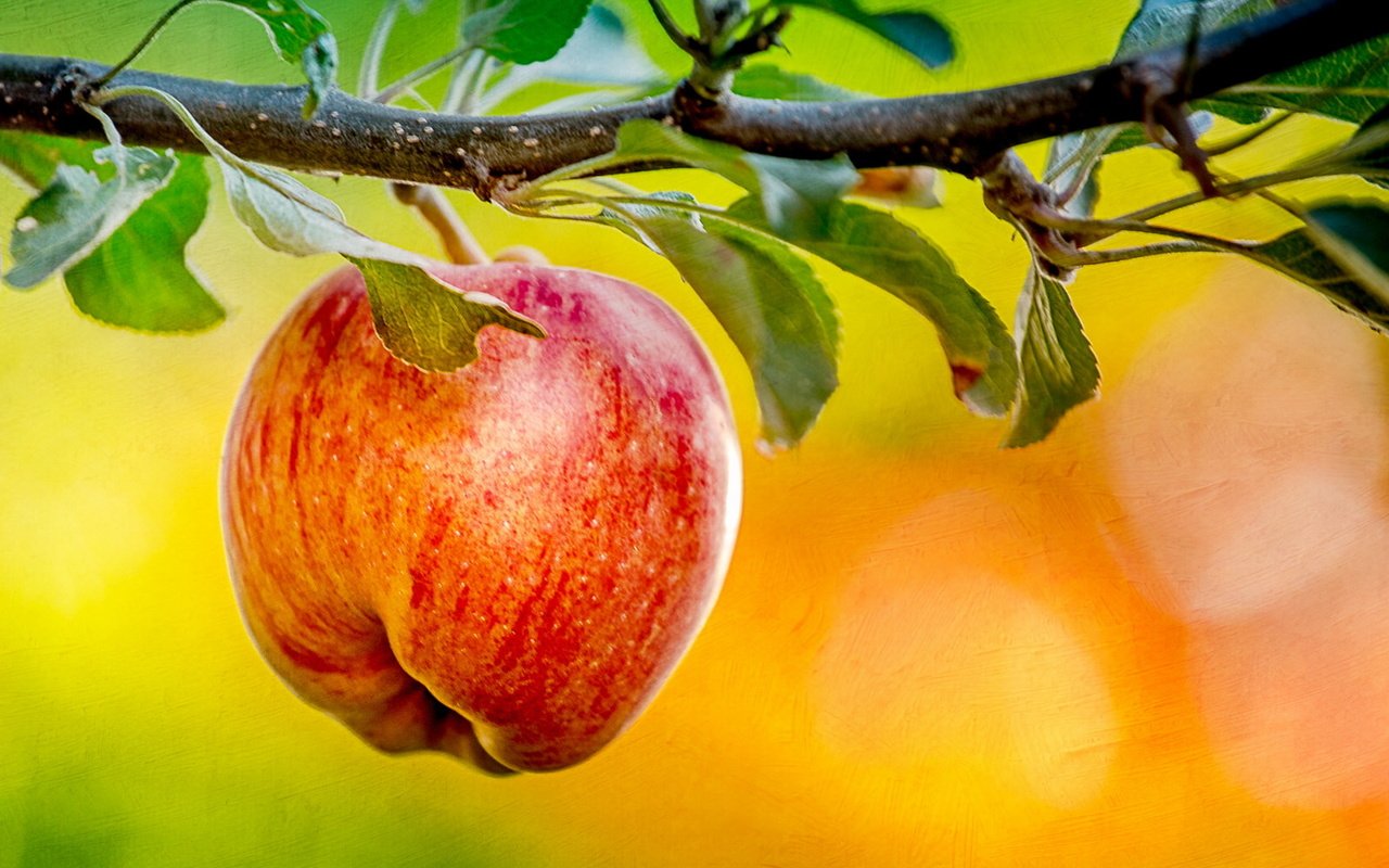 Обои природа, фон, яблоко, nature, background, apple разрешение 1920x1200 Загрузить