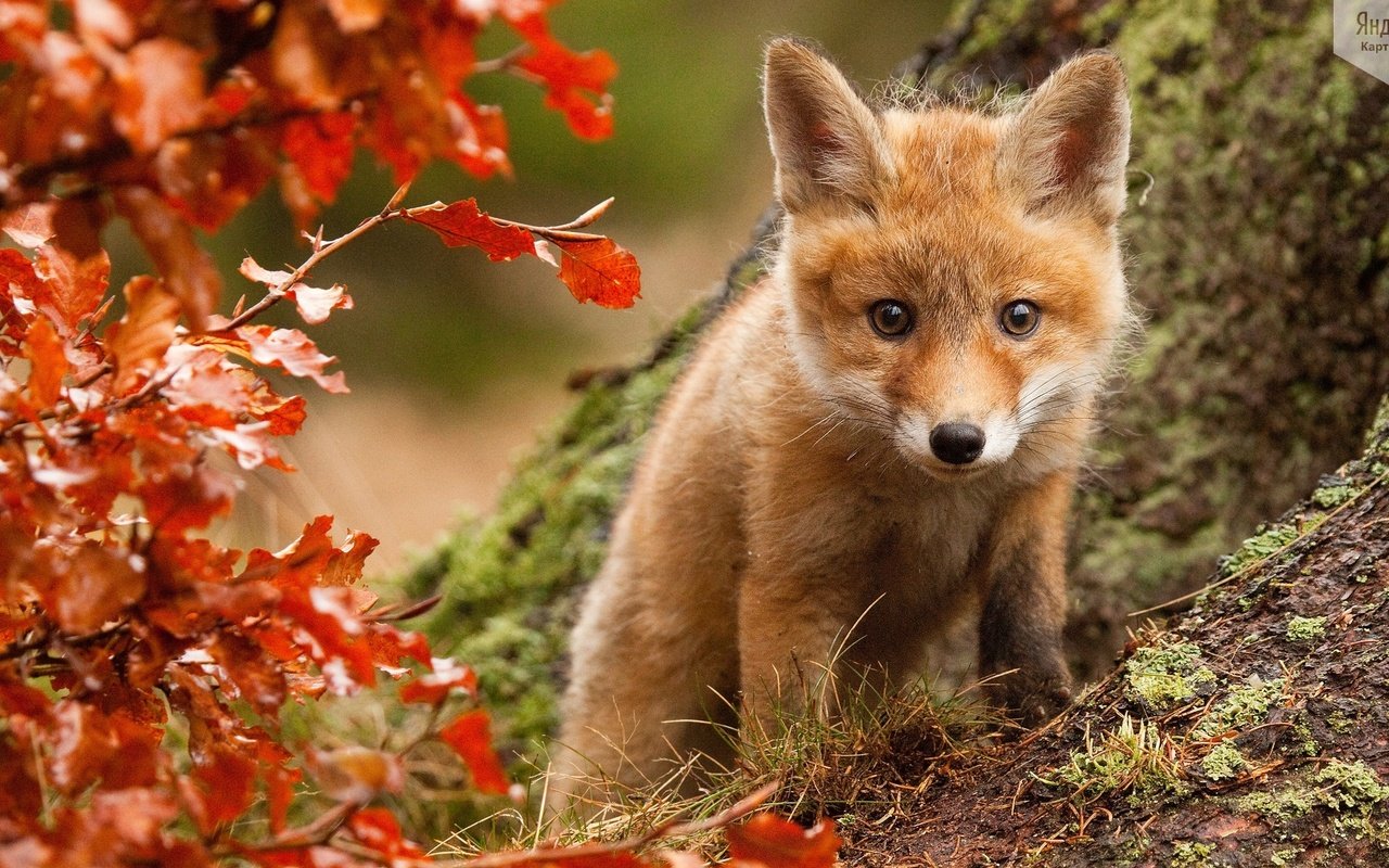 Обои взгляд, осень, куст, лис, лисенок, look, autumn, bush, fox разрешение 1920x1080 Загрузить