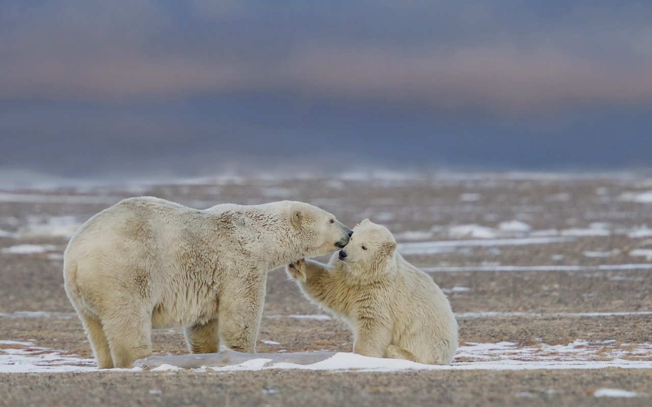 Обои природа, фон, белые, медведи, nature, background, white, bears разрешение 2048x1286 Загрузить