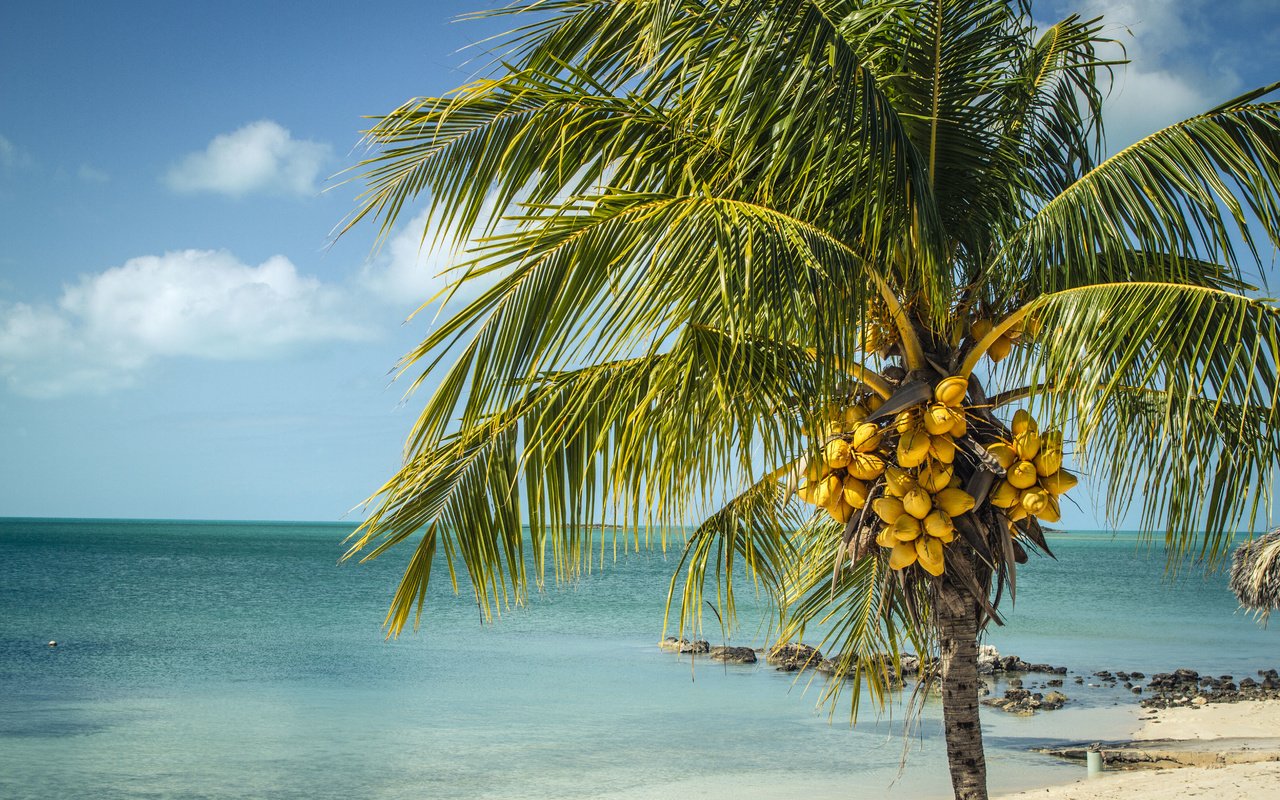 Обои пейзаж, море, пальма, лонг-айленд, багамские острова, landscape, sea, palma, long island, bahamas разрешение 5184x3456 Загрузить