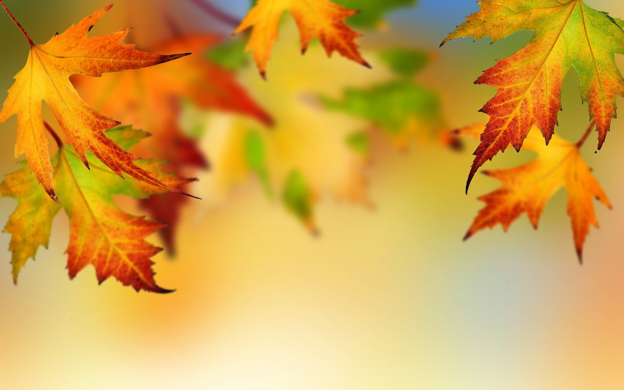 Обои листья, осень, клен, опадают, осен,  листья, leaves, autumn, maple, fall разрешение 5000x3350 Загрузить
