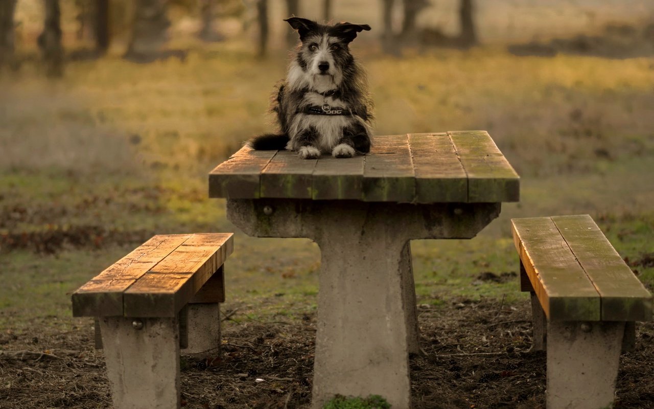 Обои взгляд, стол, собака, скамейки, друг, терьер, pogmomadra, look, table, dog, benches, each, terrier разрешение 2048x1365 Загрузить