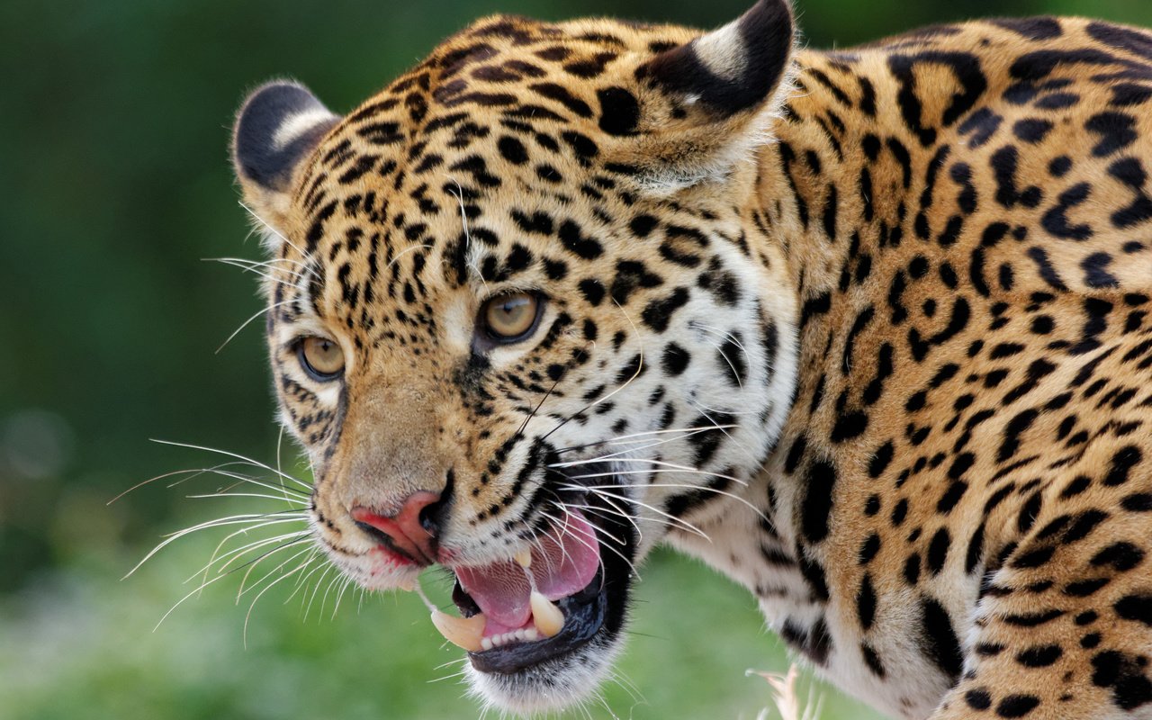 Обои хищник, ягуар, животное, ягуа́р, predator, jaguar, animal разрешение 5050x3367 Загрузить