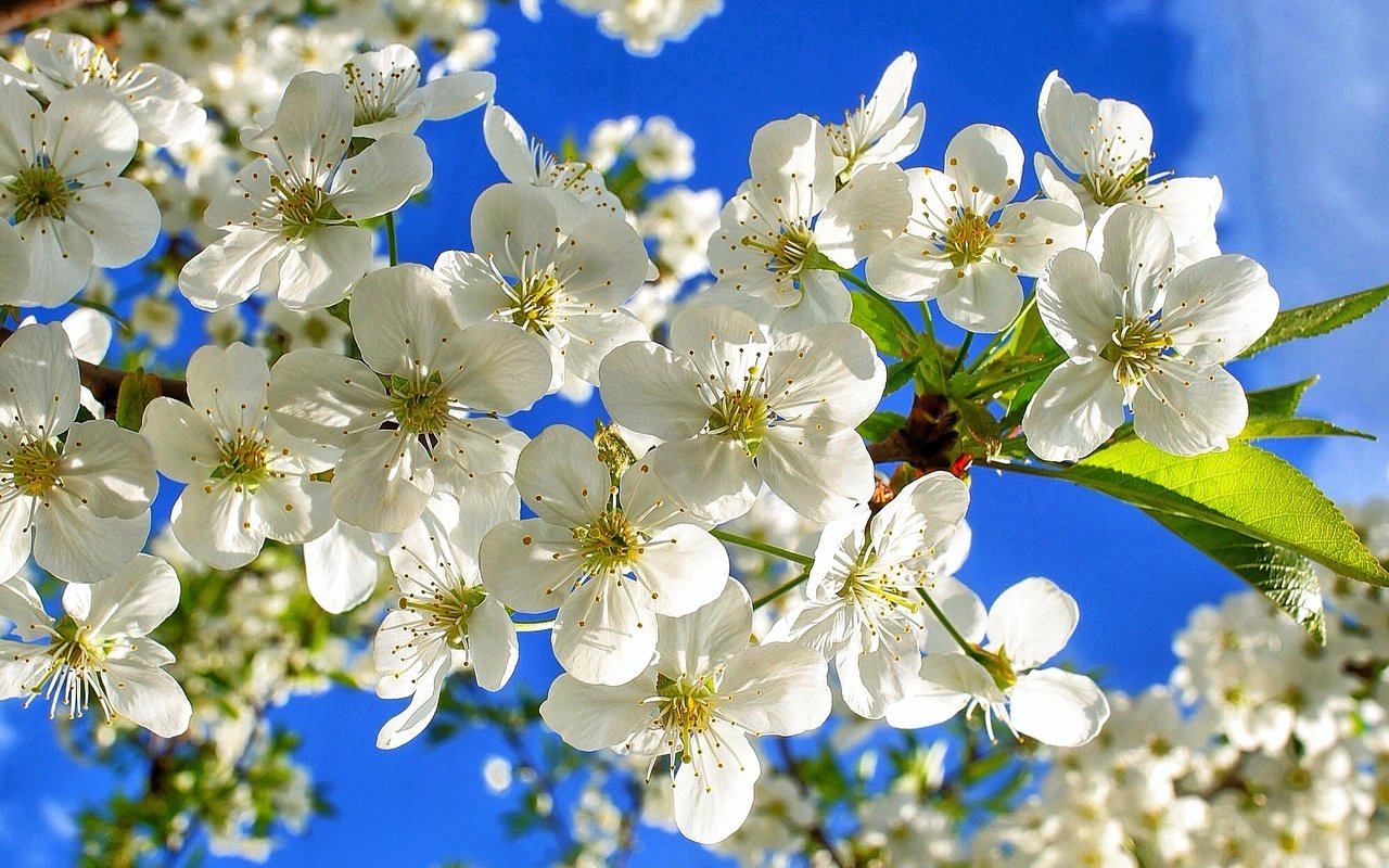 Обои небо, цветы, ветки, вишенка, флора, the sky, flowers, branches, cherry, flora разрешение 2001x1293 Загрузить