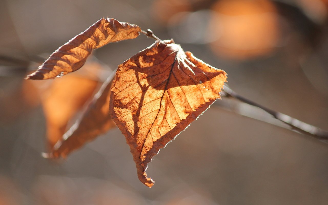 Обои природа, листья, осень, nature, leaves, autumn разрешение 5184x3456 Загрузить