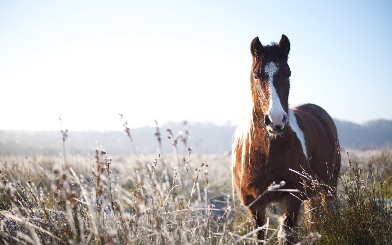 Обои природа, фон, конь, nature, background, horse разрешение 2048x1368 Загрузить