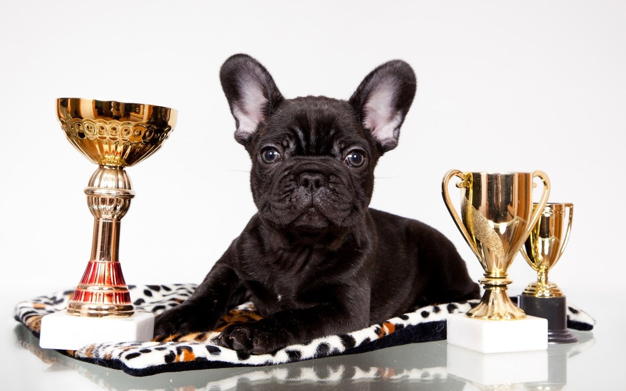 Обои черный, щенок, награды, бульдог, французский, кубки, black, puppy, awards, bulldog, french, cups разрешение 2400x1470 Загрузить