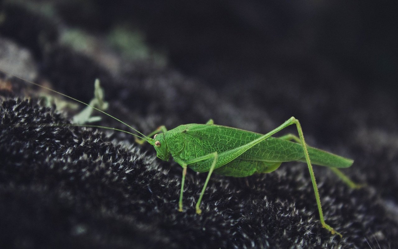 Обои природа, зелёный, насекомое, кузнечик, nature, green, insect, grasshopper разрешение 2880x1920 Загрузить