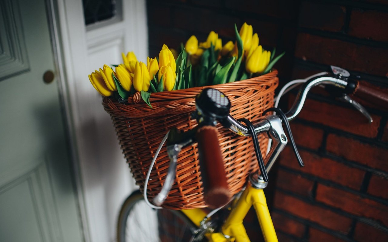 Обои цветы, корзина, тюльпаны, красивые, велосипед, flowers, basket, tulips, beautiful, bike разрешение 2880x1922 Загрузить