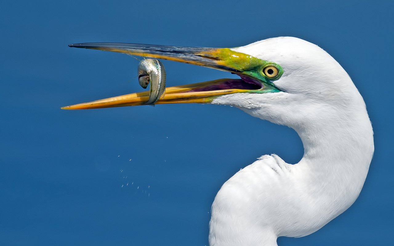 Обои птица, белая, шея, большая, цапля, bird, white, neck, large, heron разрешение 2048x1365 Загрузить