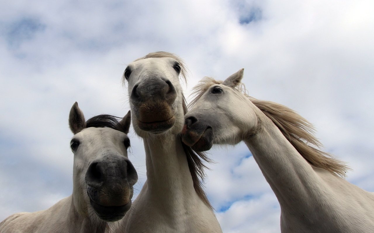 Обои природа, фон, кони, nature, background, horses разрешение 2048x1367 Загрузить