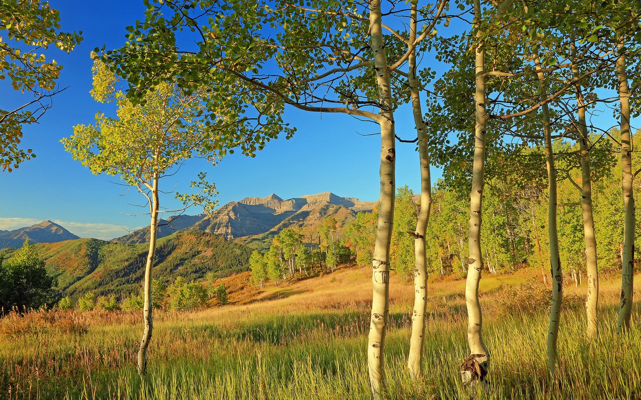 Обои деревья, аспен, горы, листья, склон, осень, сша, колорадо, осина, trees, mountains, leaves, slope, autumn, usa, colorado, aspen разрешение 2048x1317 Загрузить