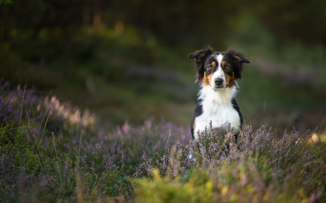 Обои собака, вереск, австралийская овчарка, аусси, dog, heather, australian shepherd, aussie разрешение 3068x1920 Загрузить