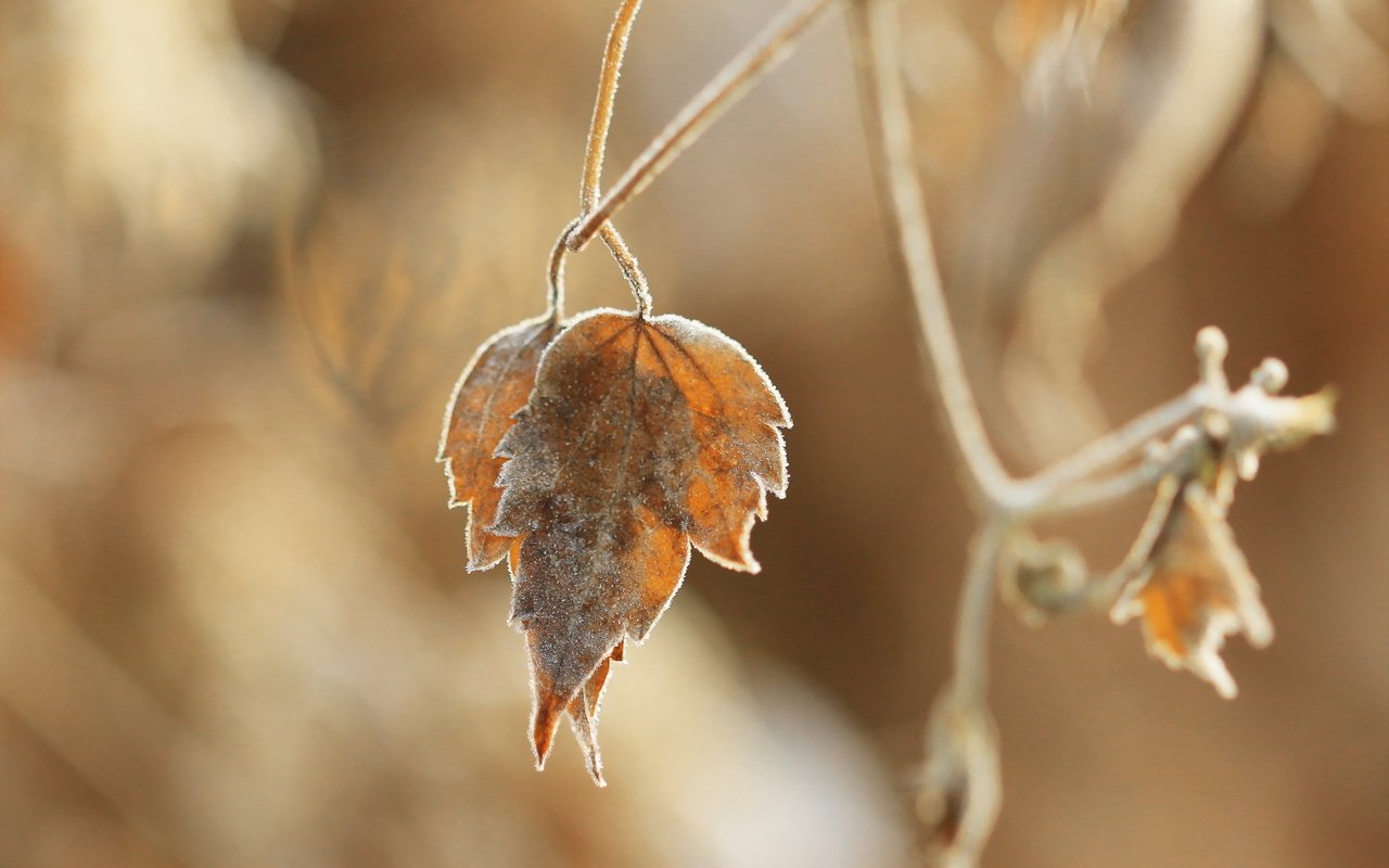 Обои природа, листья, осень, размытость, сухие листья, nature, leaves, autumn, blur, dry leaves разрешение 2560x1707 Загрузить