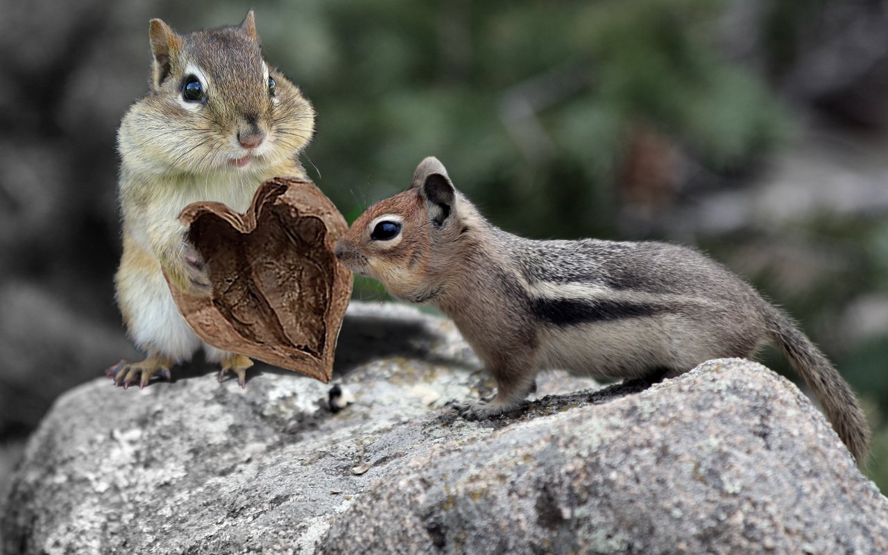 Обои животные, пара, пень, грызуны, бурундуки, зверюшки, animals, pair, stump, rodents, chipmunks разрешение 2048x1365 Загрузить