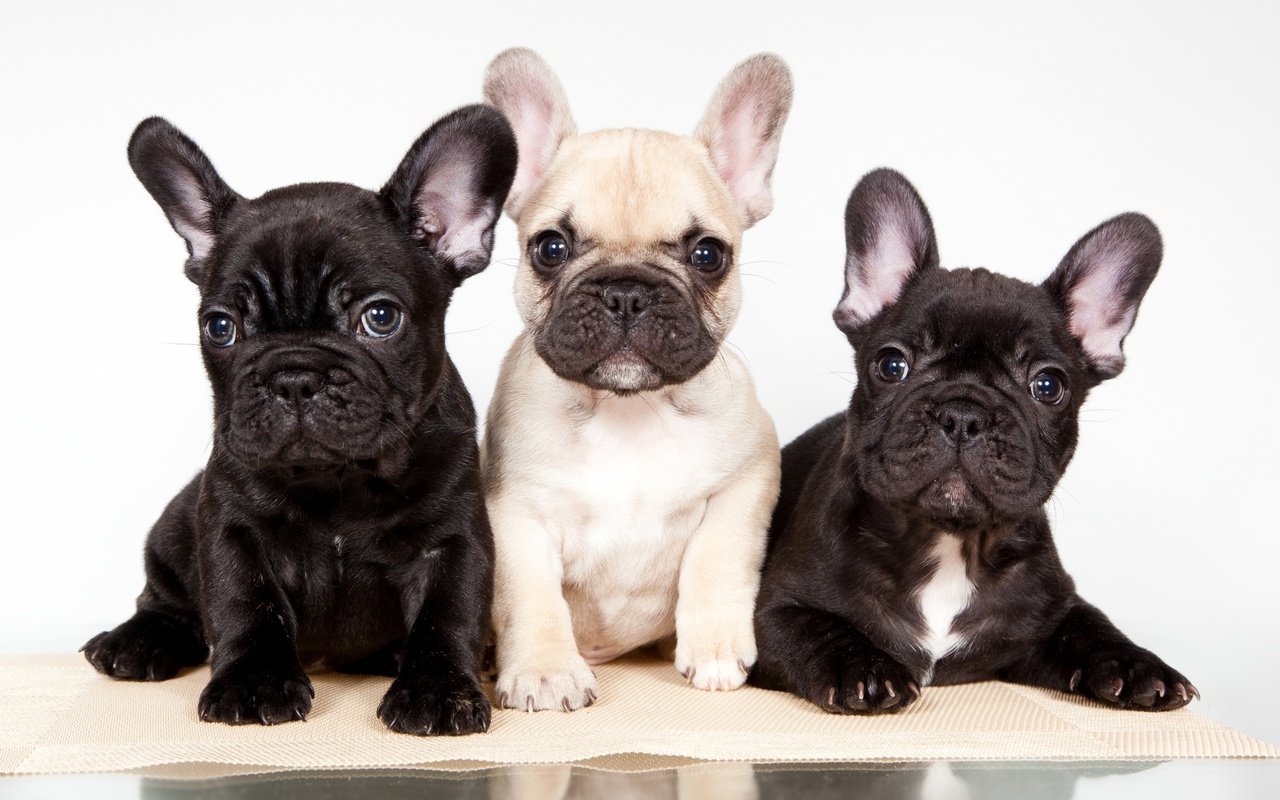 Обои щенки, собаки, трио, французский бульдог, puppies, dogs, trio, french bulldog разрешение 2400x1475 Загрузить