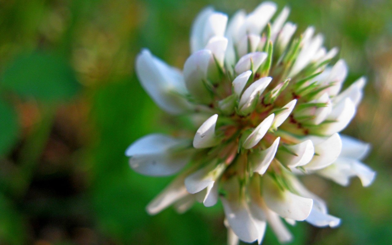 Обои клевер, цветок, белый, зеленый фон, clover, flower, white, green background разрешение 2272x1704 Загрузить