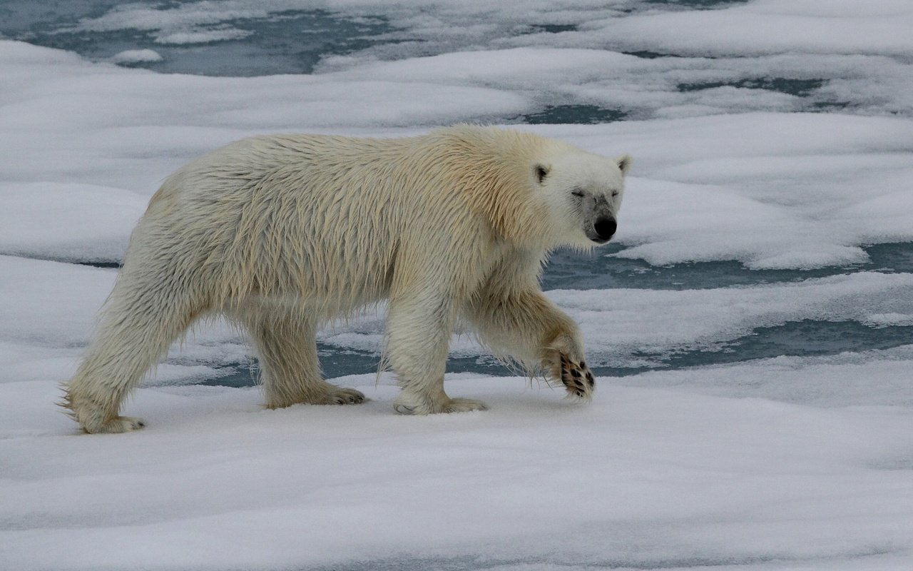 Обои животные, полярный медведь, медведь, белый медведь, animals, polar bear, bear разрешение 2880x2369 Загрузить