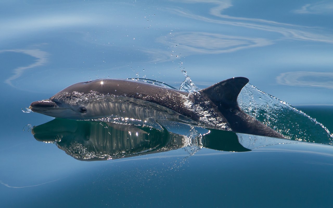 Обои вода, море, брызги, дельфин, млекопитающее, water, sea, squirt, dolphin, mammal разрешение 2560x1600 Загрузить