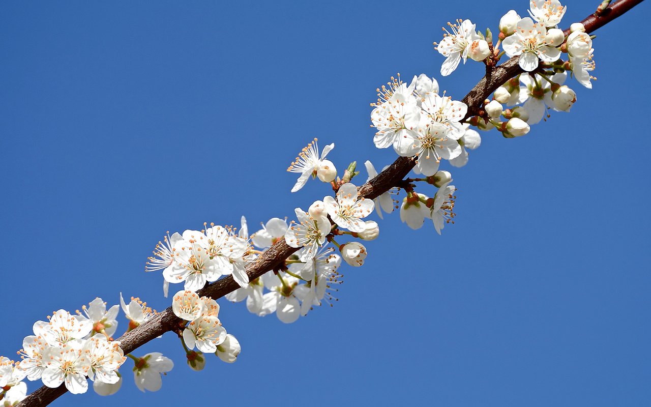 Обои небо, ветка, лепестки, сад, весна, the sky, branch, petals, garden, spring разрешение 2048x1365 Загрузить