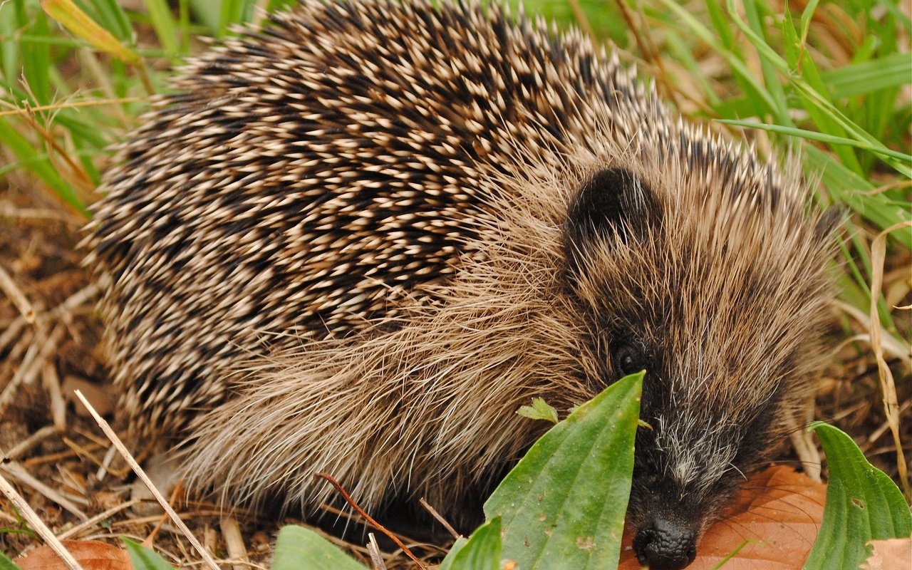 Обои морда, природа, колючки, ежик, еж, face, nature, barb, hedgehog разрешение 2048x1467 Загрузить