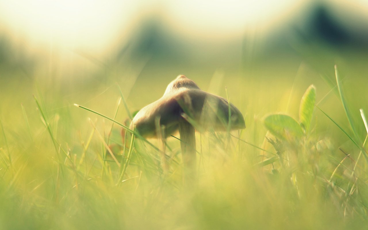 Обои свет, трава, макро, размытость, гриб, шляпка, light, grass, macro, blur, mushroom, hat разрешение 1920x1080 Загрузить