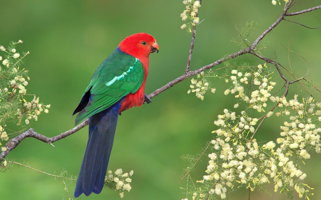 Обои ветка, птица, клюв, перья, хвост, попугай, branch, bird, beak, feathers, tail, parrot разрешение 2048x1359 Загрузить