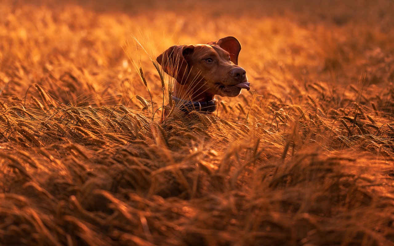 Обои природа, поле, собака, колосья, животное, пес, голова, nature, field, dog, ears, animal, head разрешение 2048x1149 Загрузить