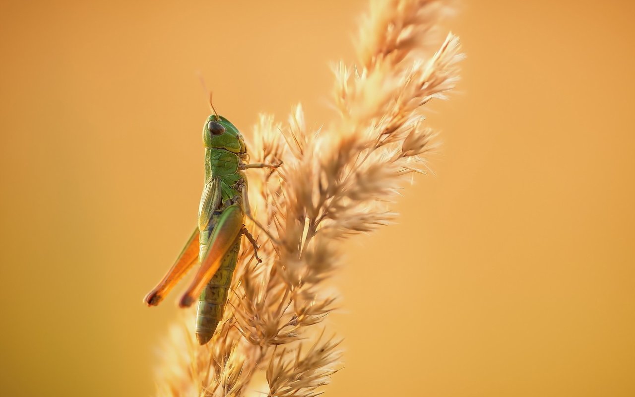 Обои природа, насекомое, фон, кузнечик, колосок, травинка, nature, insect, background, grasshopper, spike, a blade of grass разрешение 2048x1365 Загрузить