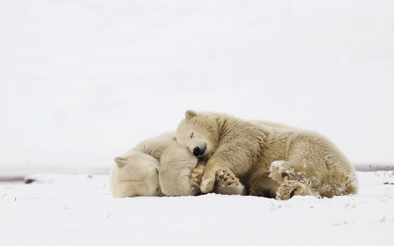 Обои природа, фон, белые, медведи, nature, background, white, bears разрешение 2048x1269 Загрузить