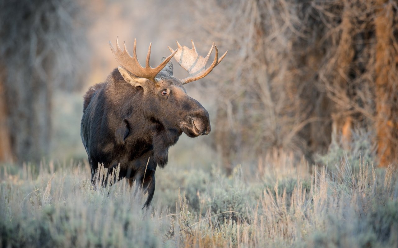 Обои природа, осень, лось, nature, autumn, moose разрешение 4575x3043 Загрузить