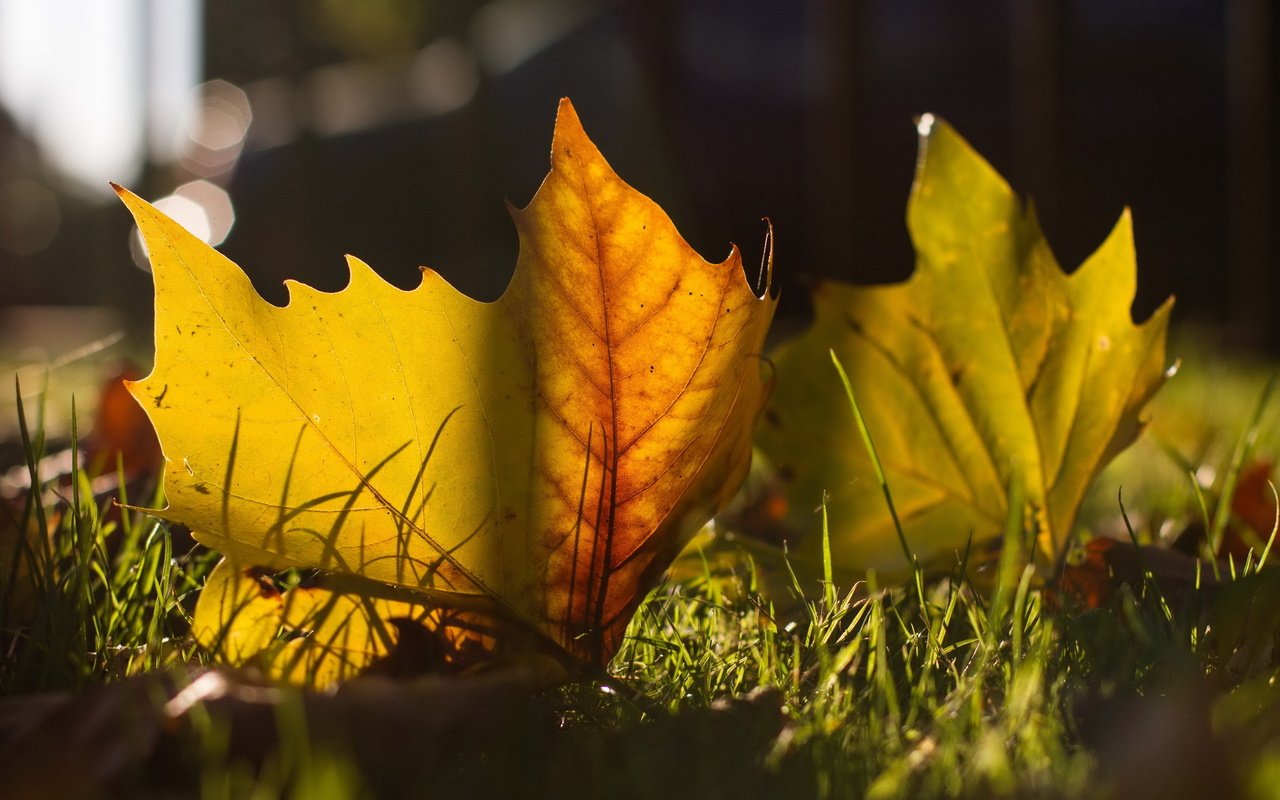 Обои листья, макро, осень, leaves, macro, autumn разрешение 2560x1600 Загрузить