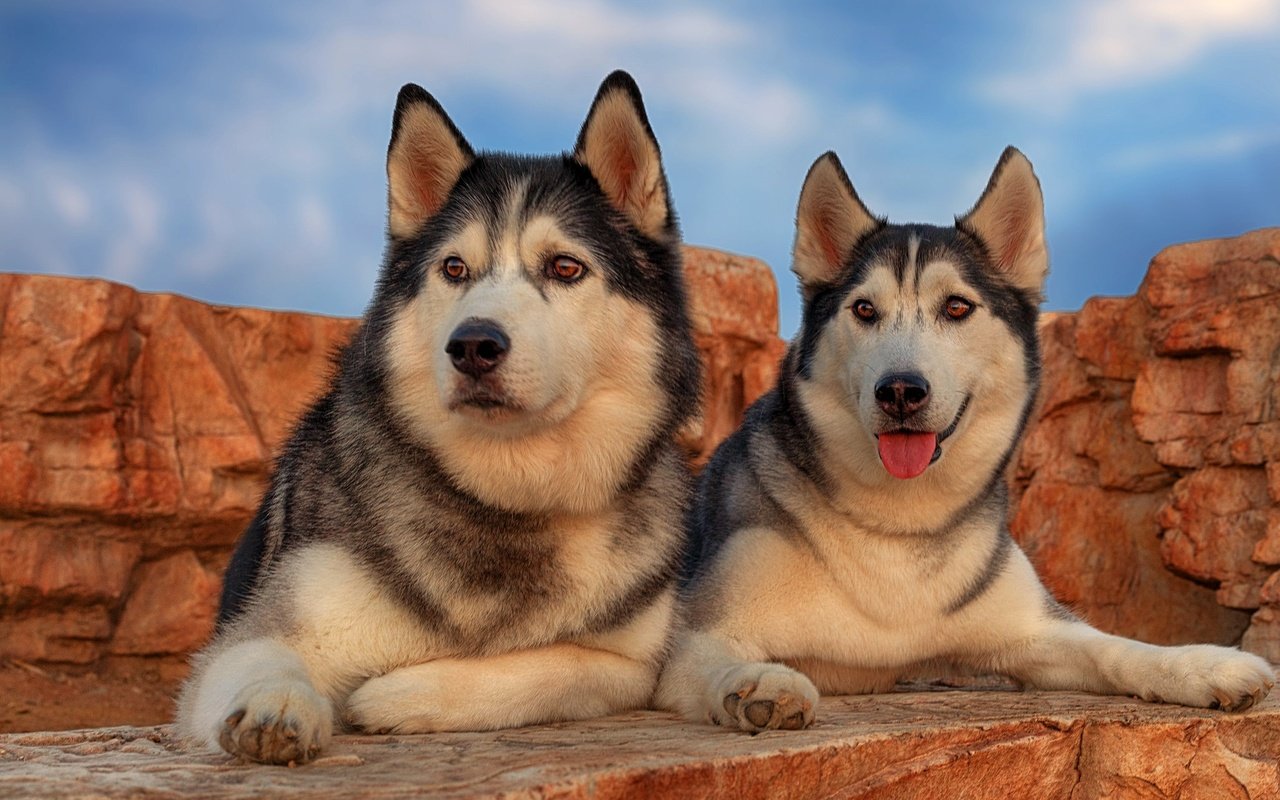 Обои портрет, парочка, хаски, собаки, portrait, a couple, husky, dogs разрешение 2048x1365 Загрузить