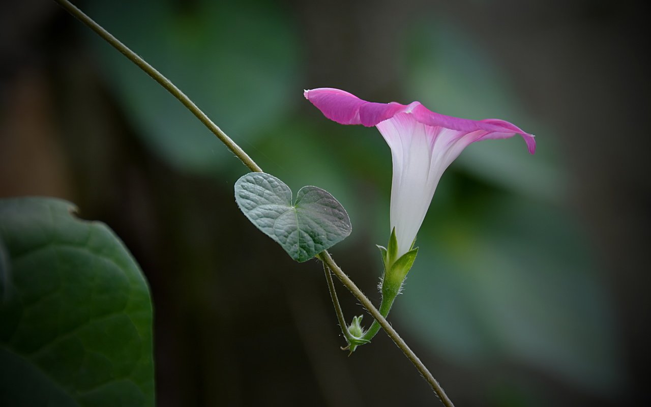 Обои цветок, лоза, розовая, вьюнок, ипомея, flower, vine, pink, bindweed, morning glory разрешение 4701x2909 Загрузить