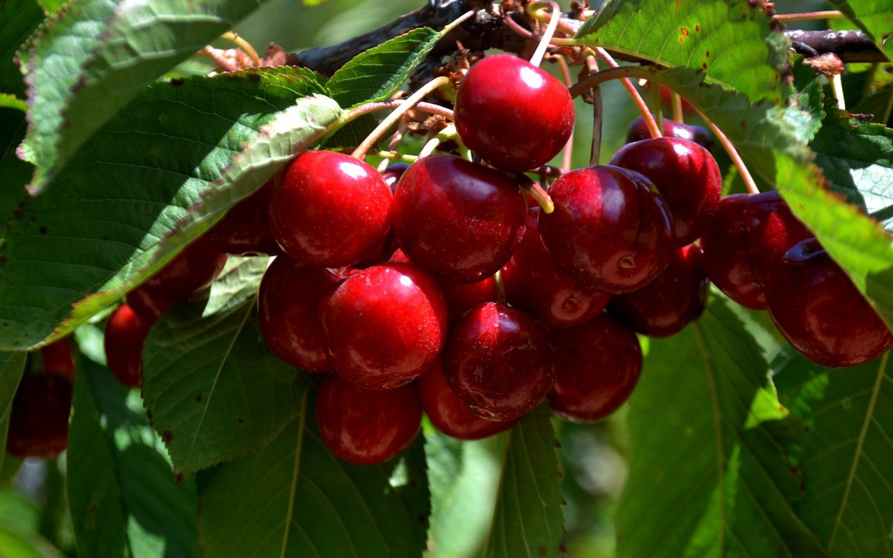 Обои дерево, листья, ветки, черешня, ягоды, вишня, tree, leaves, branches, cherry, berries разрешение 2048x1365 Загрузить