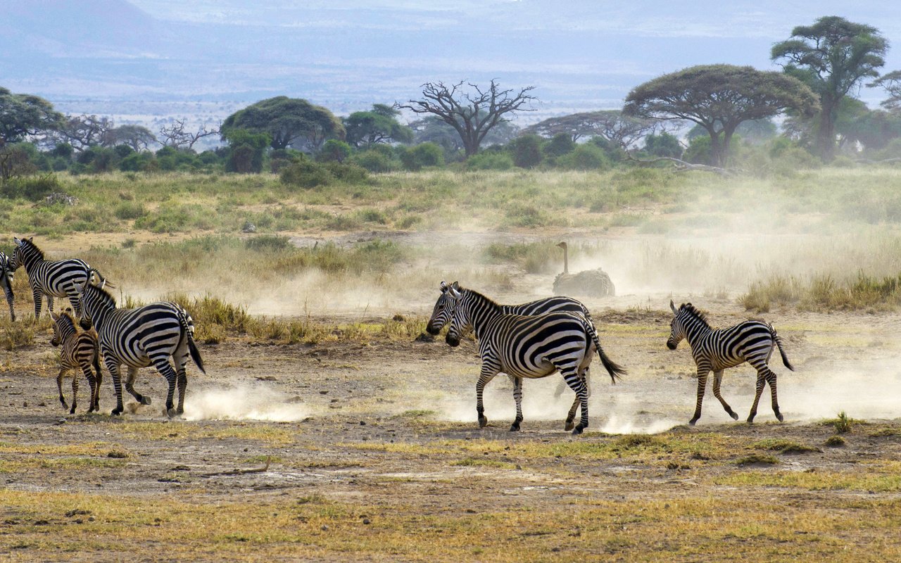 Обои пейзаж, кусты, африка, пыль, саванна, зебры, страус, landscape, the bushes, africa, dust, savannah, zebra, ostrich разрешение 2800x1211 Загрузить