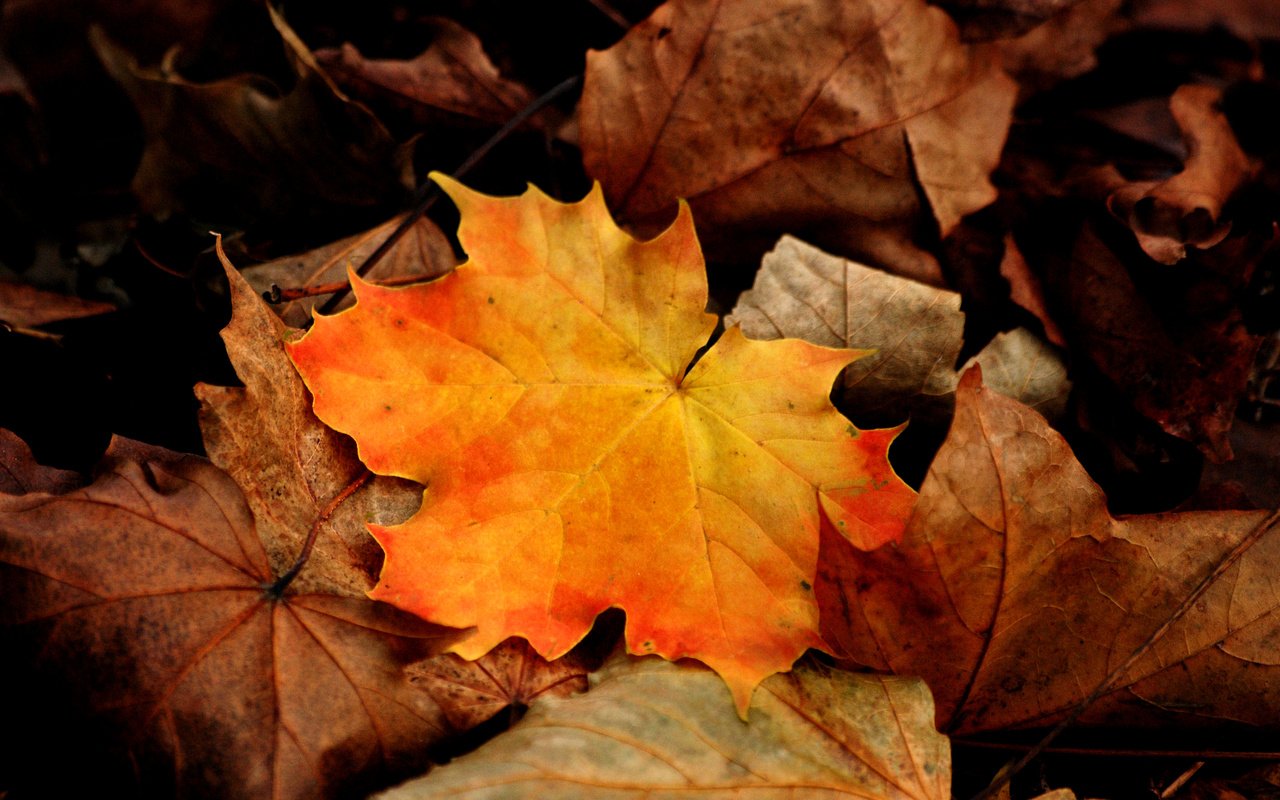 Обои листья, макро, осень, клен, leaves, macro, autumn, maple разрешение 3872x2592 Загрузить