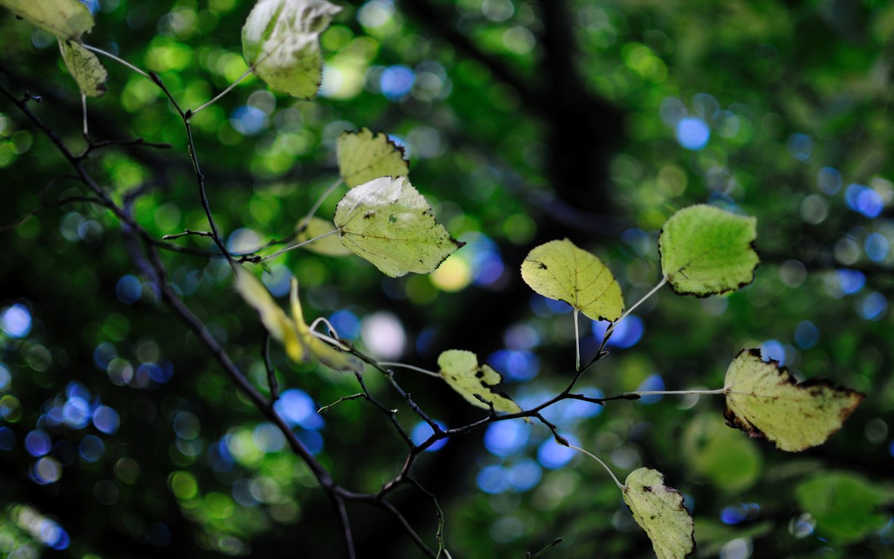 Обои дерево, зелень, листва, листики, ветвь, боке, tree, greens, foliage, leaves, branch, bokeh разрешение 2560x1600 Загрузить