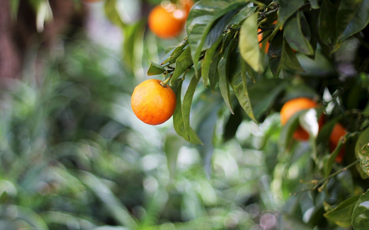 Обои природа, дерево, листья, фрукты, апельсины, цитрусы, nature, tree, leaves, fruit, oranges, citrus разрешение 2048x1352 Загрузить