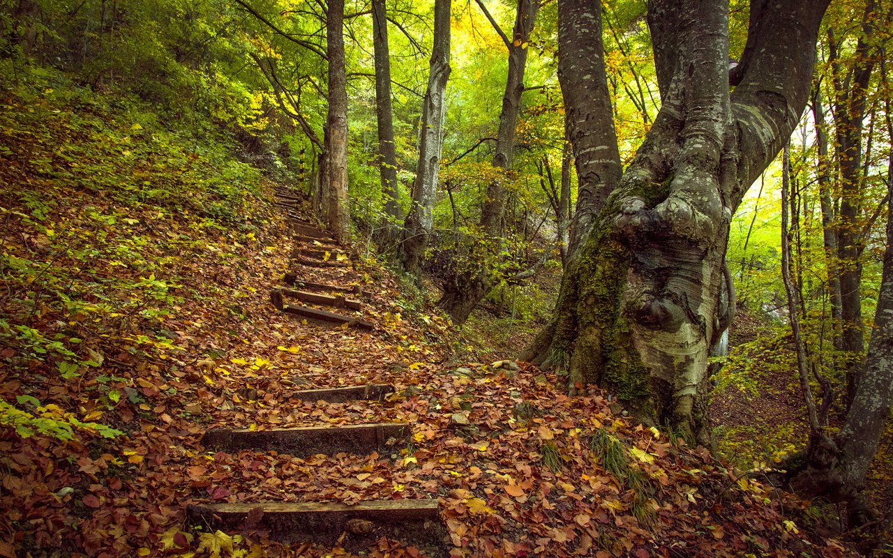 Обои деревья, лес, пейзаж, осень, холм, ступени, trees, forest, landscape, autumn, hill, stage разрешение 2000x1334 Загрузить