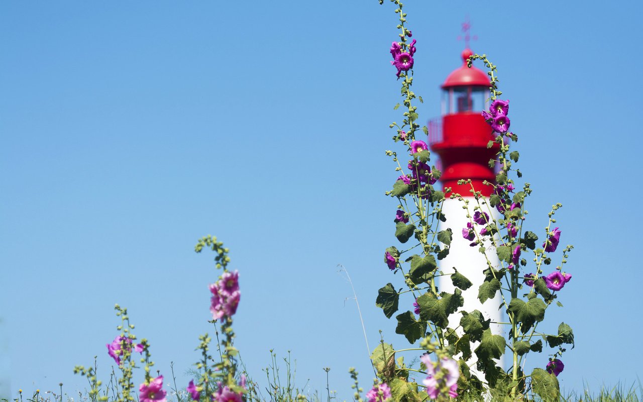 Обои небо, цветы, маяк, мальва, the sky, flowers, lighthouse, mallow разрешение 2048x1365 Загрузить