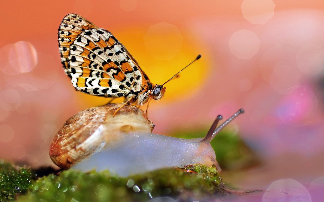 Обои макро, бабочка, улитка, боке, macro, butterfly, snail, bokeh разрешение 2048x1450 Загрузить