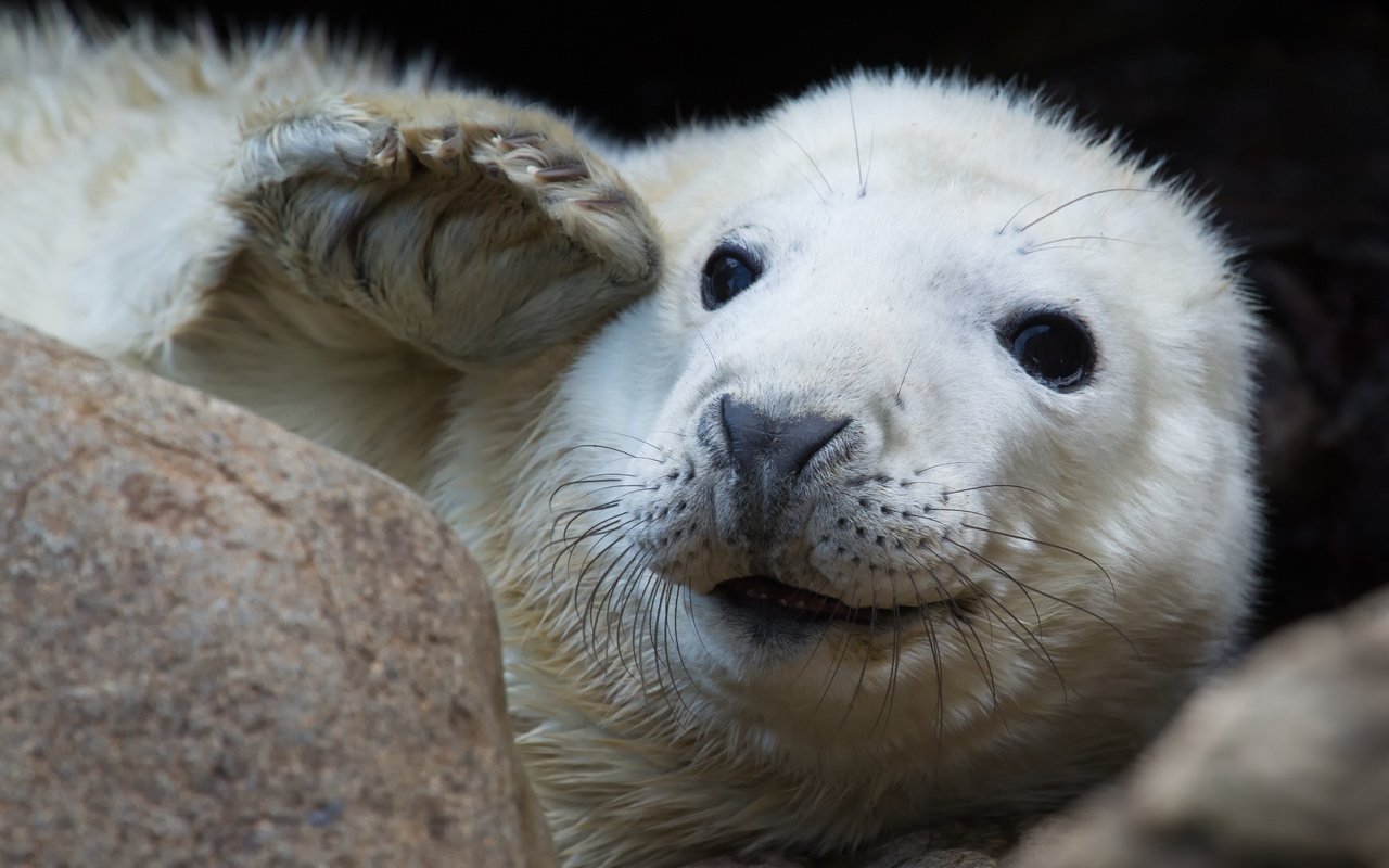 Обои усы, взгляд, тюлень, морской котик, mustache, look, seal, navy seal разрешение 4707x3137 Загрузить