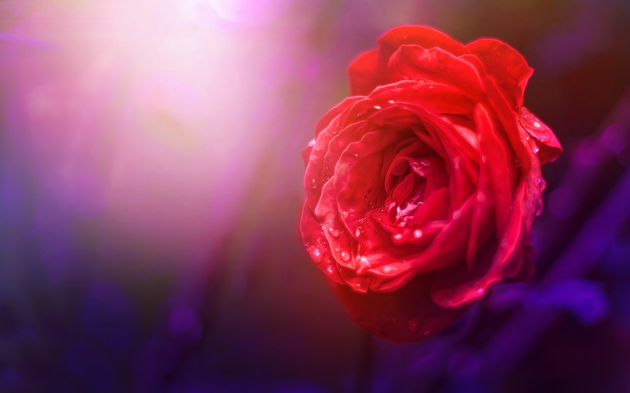 Обои природа, фон, цветок, роза, nature, background, flower, rose разрешение 3978x2652 Загрузить