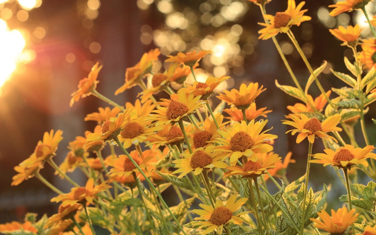 Обои цветы, деревья, солнце, лепестки, стебли, боке, flowers, trees, the sun, petals, stems, bokeh разрешение 2880x1920 Загрузить